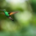 hummingbird-2139278_640