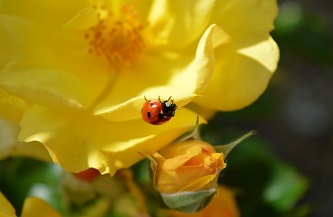 ladybug-8210111_640