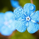 blue-flower-2197679_640