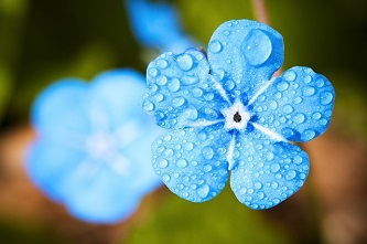 blue-flower-2197679_640