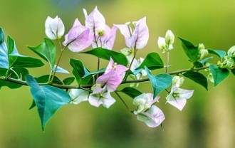 bougainvillea-3427180_640