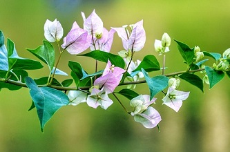 bougainvillea-3427180_640