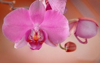 orchid-8470045_640