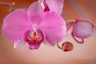 orchid-8470045_640