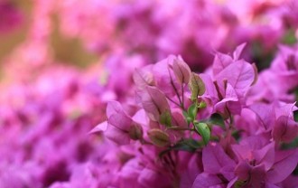 pink-bougainvillea-7490784_640