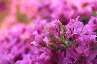 pink-bougainvillea-7490784_640