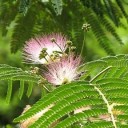 mimosa-411640_640