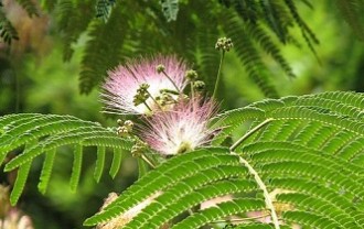 mimosa-411640_640