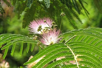 mimosa-411640_640