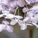 hydrangea-9246667_640