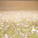 cosmos-flowers-1138041_640