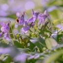 forest-violets-4163483_640