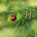 ladybug-9579282_640
