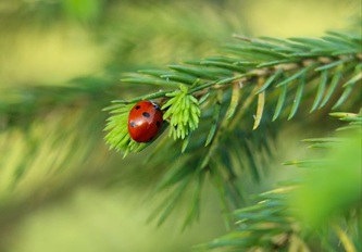 ladybug-9579282_640