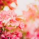 pink-1834318_1280