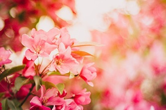 pink-1834318_1280