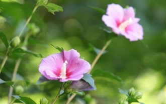 rose-of-sharon-6948780_640