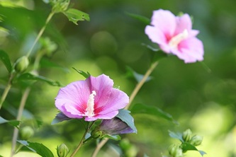 rose-of-sharon-6948780_640