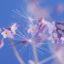 spring-4184594_640