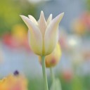 tulips-9587955_640