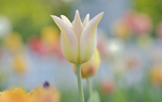 tulips-9587955_640