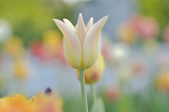 tulips-9587955_640