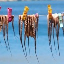 squid-1246308_640
