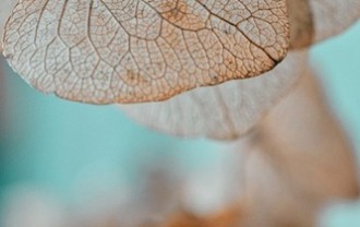 leaves-8502135_640