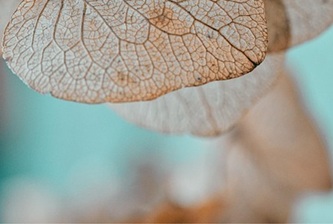 leaves-8502135_640