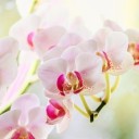 orchid-4837017_640