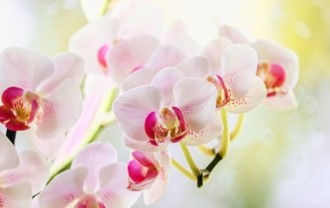orchid-4837017_640