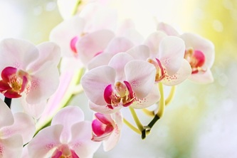 orchid-4837017_640