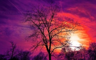 tree-3194803_640