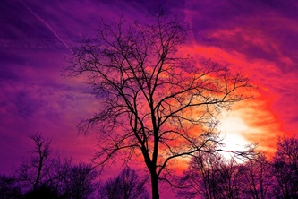 tree-3194803_640