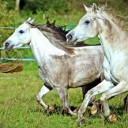 horse-2832745_640