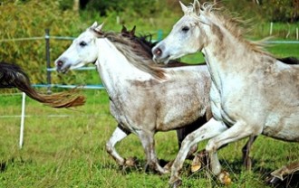 horse-2832745_640