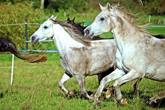 horse-2832745_640