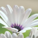 nature-9763046_640