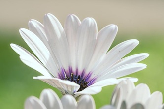 nature-9763046_640