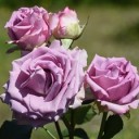 rose-4234060_640