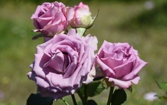 rose-4234060_640