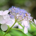 hydrangea-3520673_640
