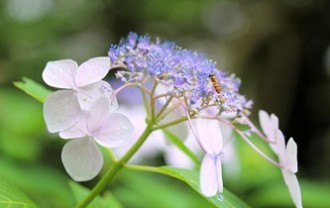 hydrangea-3520673_640