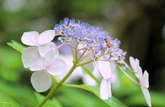 hydrangea-3520673_640