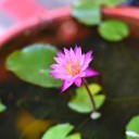 plant-6605260_640