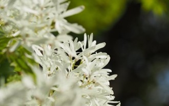 what-a-monja-tree-780719_640