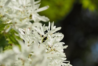 what-a-monja-tree-780719_640