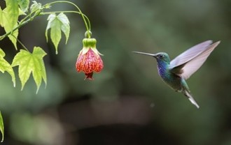 hummingbird-9100457_640