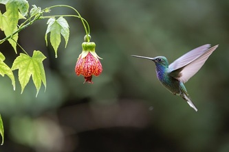 hummingbird-9100457_640