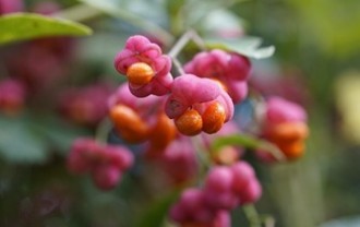 euonymus-europaeus-8353310_640